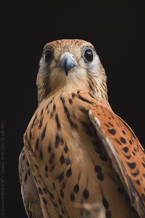 kestrel.jpg