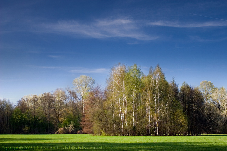 mlociny_forest.jpg