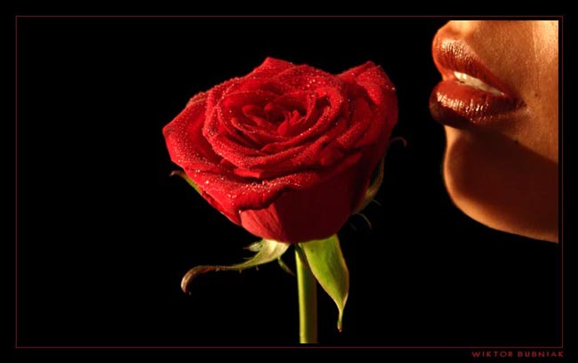 rose1web2.jpg
