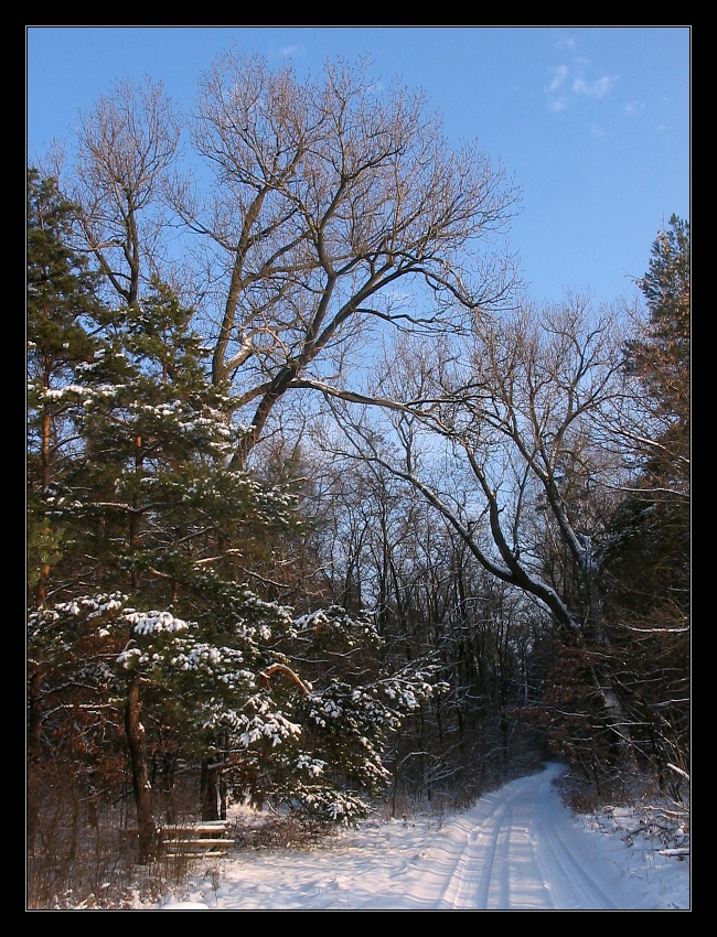 img_3175cs.jpg