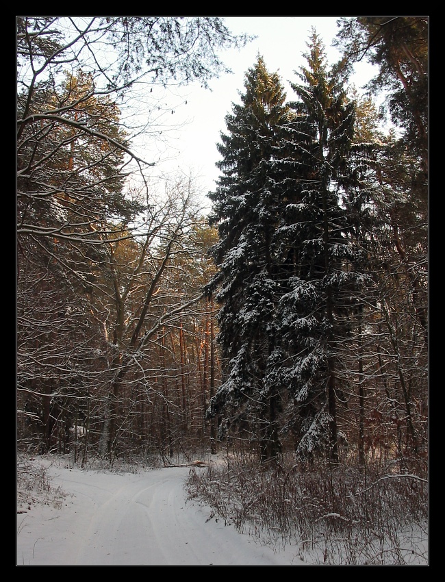 img_3176cs.jpg