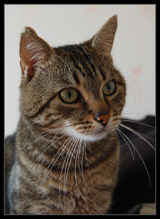 dsc_0092rs.jpg