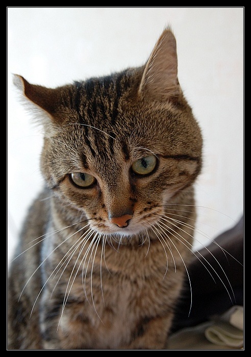 dsc_0093rs.jpg