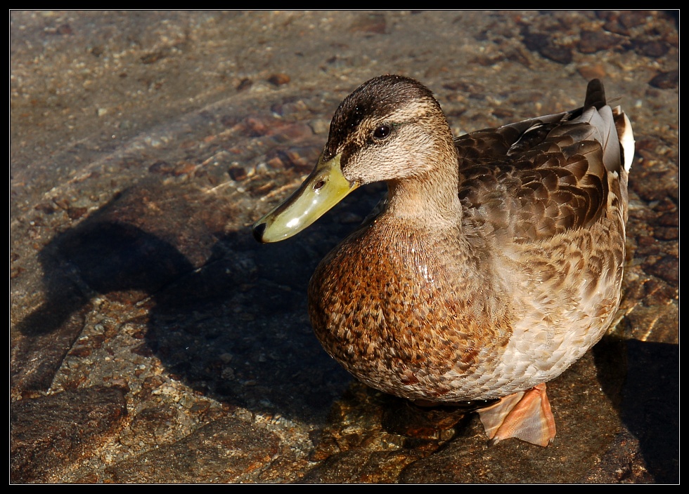dsc_0893crs.jpg