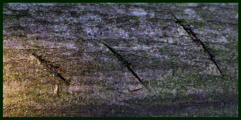 dscf1446xx.jpg