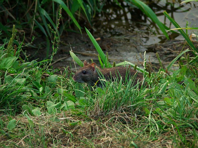 dscf1128.jpg